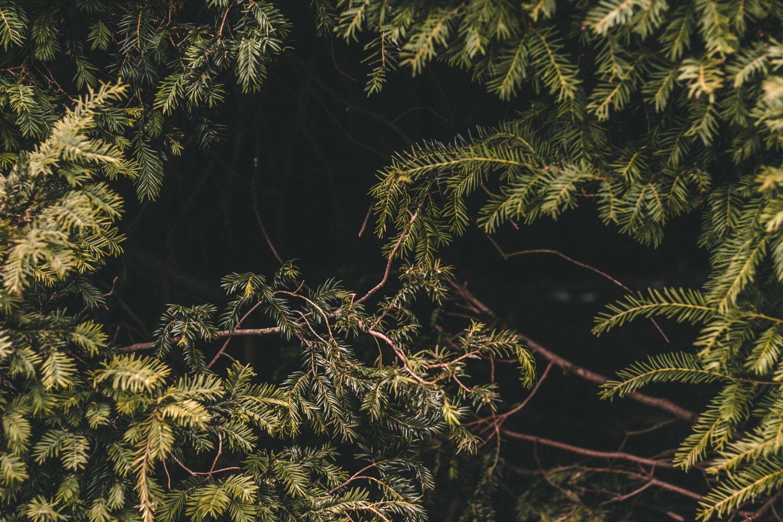 kaung-myat-min-bCAOV2Sg7Es-unsplash